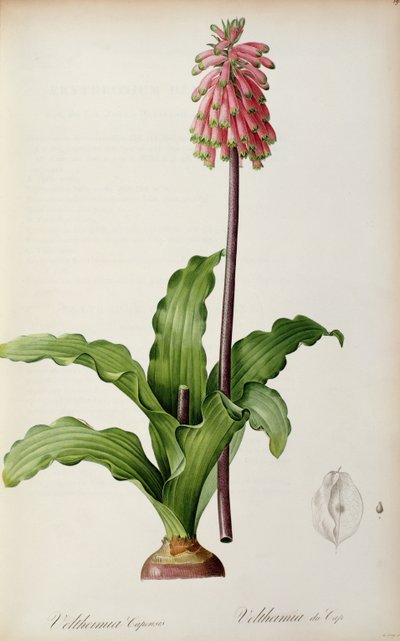 Veltheimia Capensis, from 